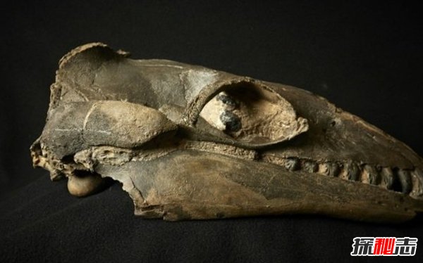 古代十大恐怖嚇人的動物 幸好都已經(jīng)滅絕了(忐忑不安)