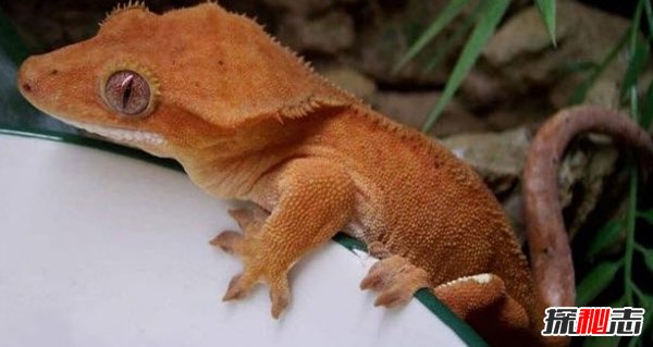 滅絕后的動物又出現(xiàn)了?認為滅絕又出現(xiàn)的十大動物