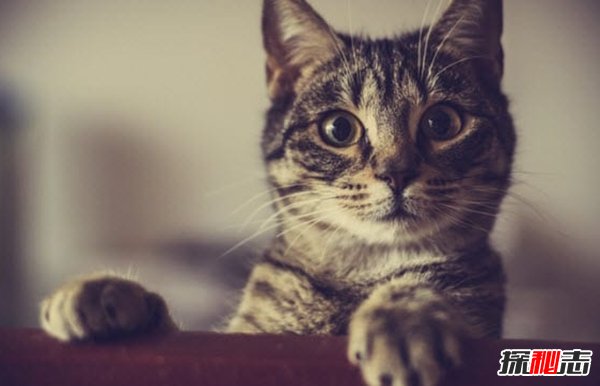 動物傳染病有哪些?盤點(diǎn)十大最致命的動物傳染病
