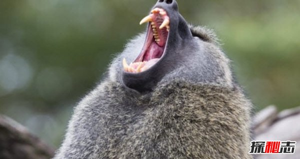 動物傳染病有哪些?盤點(diǎn)十大最致命的動物傳染病