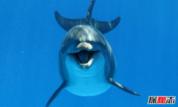 動物傳染病有哪些?盤點(diǎn)十大最致命的動物傳染病