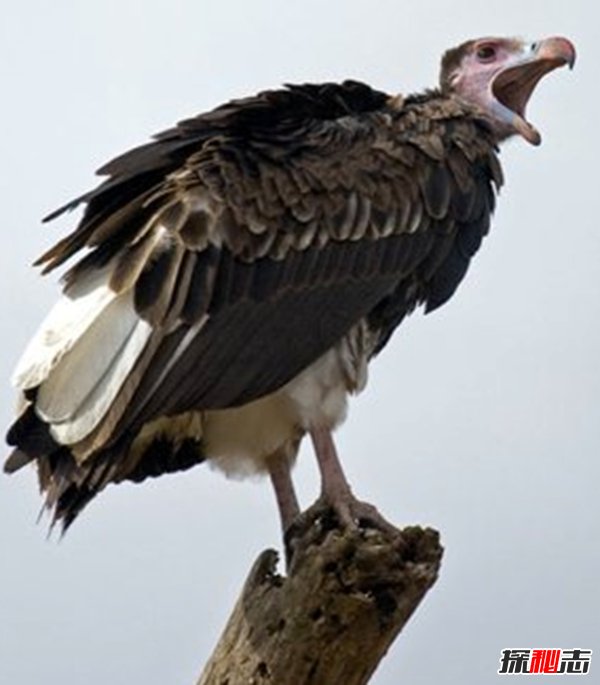 Ă?ʮ݌()