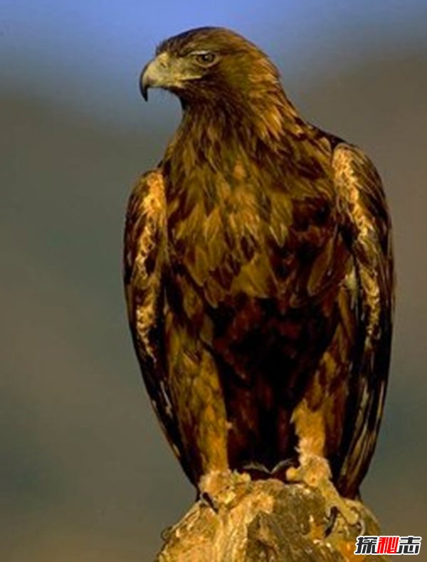 Ă?ʮ݌()