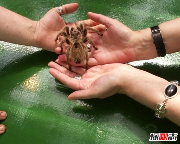 什么動物最讓人害怕?盤點讓人望而生畏的十大動物