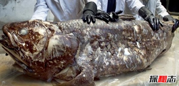 什么動物還沒有滅絕?10大還沒有滅絕的動物(附圖片)