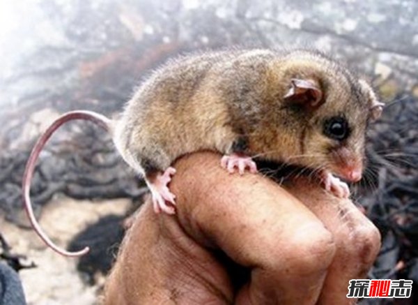 什么動物還沒有滅絕?10大還沒有滅絕的動物(附圖片)