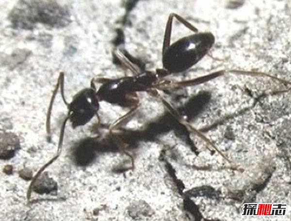 什么動物還沒有滅絕?10大還沒有滅絕的動物(附圖片)