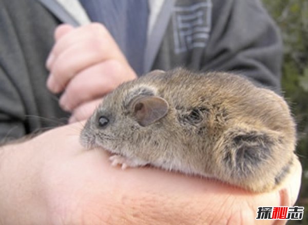 什么動物還沒有滅絕?10大還沒有滅絕的動物(附圖片)