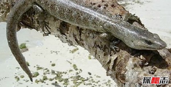 什么動物還沒有滅絕?10大還沒有滅絕的動物(附圖片)
