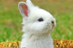 ʮֻӇ˶ˣ]Ї(W(wng)т^Ȳ)