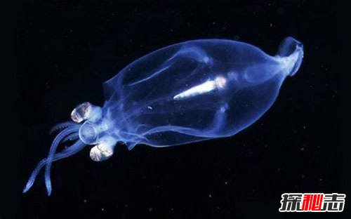 為什么說(shuō)烏賊是四維生物?烏賊看得比人類(lèi)更清晰(特殊眼球)
