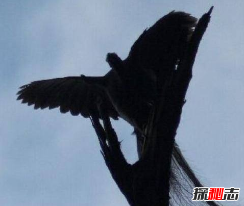 有人拍到了四大神獸,竟真實(shí)存在(像極了)