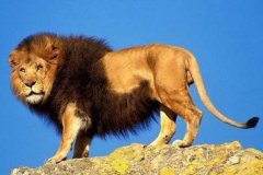 {_(d)250ҹgwl(ƽ11.8)