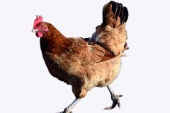 2005u2022\ŮԣW(xu)I(y)\e(W(xu)ҪݽY(ji))