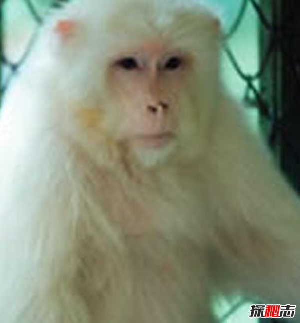 湖北神農(nóng)架動(dòng)物白化之謎,黑色素引起的白化病(返祖白變)