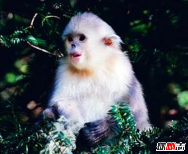 湖北神農(nóng)架動(dòng)物白化之謎,黑色素引起的白化病(返祖白變)