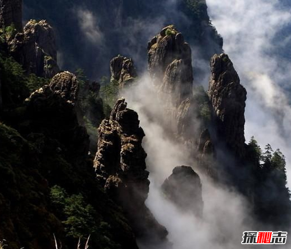 湖北神農(nóng)架動(dòng)物白化之謎,黑色素引起的白化病(返祖白變)