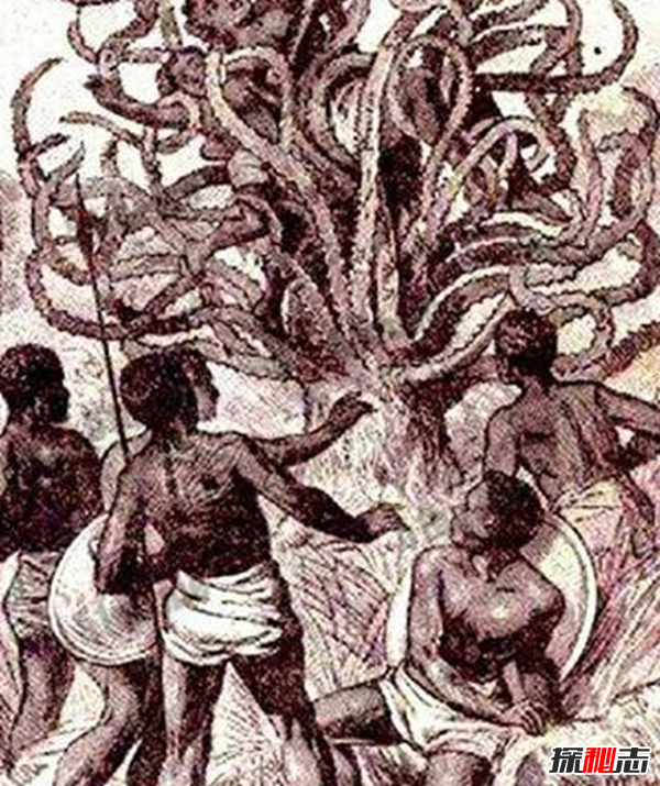 食人柳真吃人?莫昆斯克發(fā)現(xiàn)4000多年的食人柳(100米內(nèi)勿靠近)