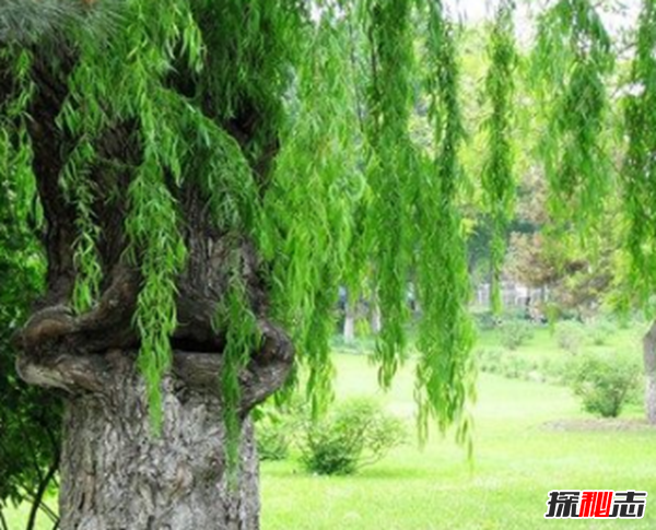 食人柳真吃人?莫昆斯克發(fā)現(xiàn)4000多年的食人柳(100米內(nèi)勿靠近)