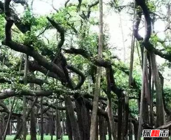 中國(guó)十大靈異之地,昆侖山死亡谷通往地獄之門(mén)