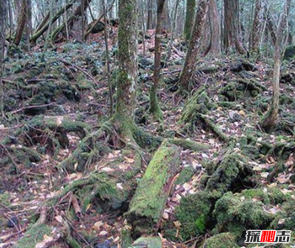 富士山下為什么恐怖?自殺死亡人數(shù)成百上千