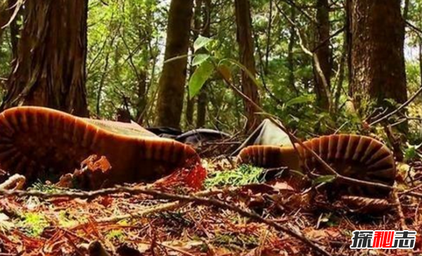 富士山下為什么恐怖?自殺死亡人數(shù)成百上千