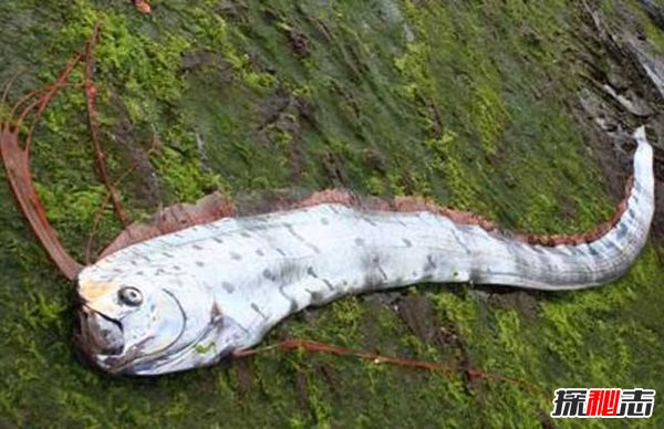 皇帶魚的恐怖傳說,不詳之魚帶來地震和海嘯