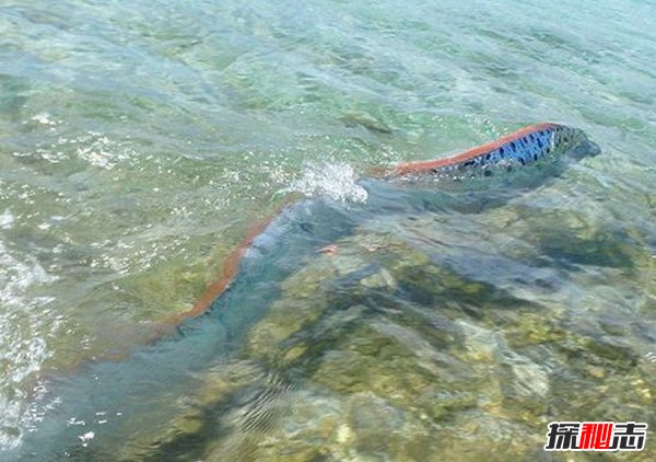 皇帶魚的恐怖傳說,不詳之魚帶來地震和海嘯