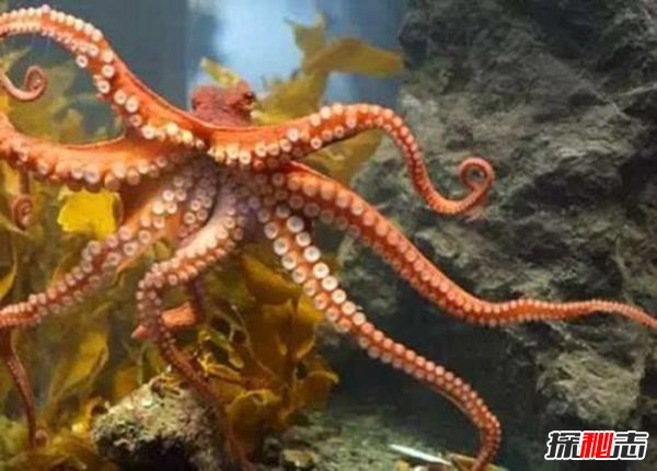 章魚會(huì)進(jìn)化出文明嗎,章魚將會(huì)建立自己的帝國(guó)