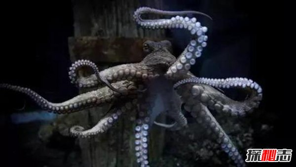 章魚會(huì)進(jìn)化出文明嗎,章魚將會(huì)建立自己的帝國(guó)
