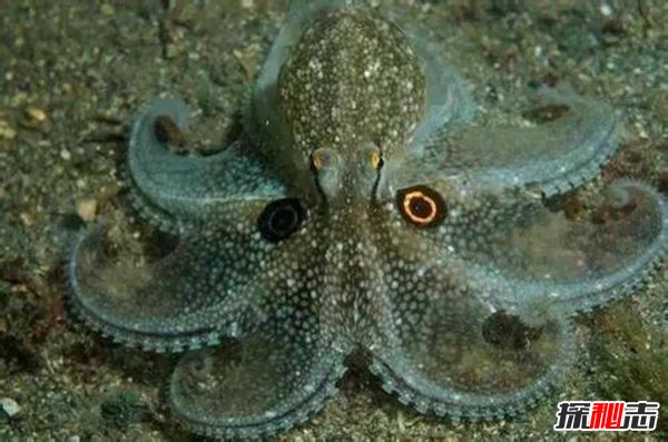 章魚會(huì)進(jìn)化出文明嗎,章魚將會(huì)建立自己的帝國(guó)