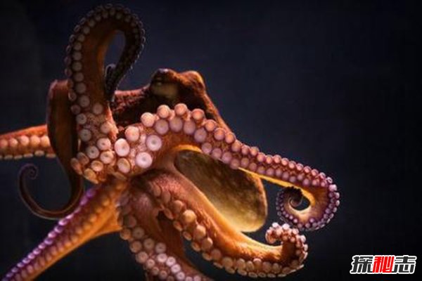 章魚會(huì)進(jìn)化出文明嗎,章魚將會(huì)建立自己的帝國(guó)