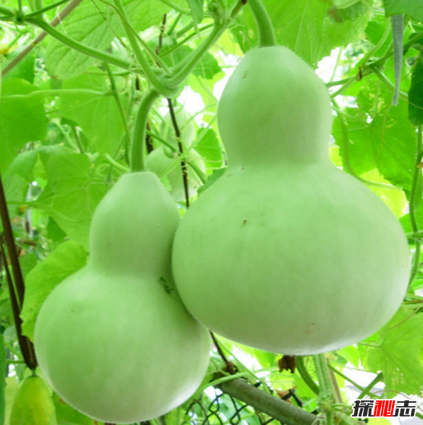 辟邪的東西有哪些?實(shí)用的十大辟邪物品(剪刀辟邪驅(qū)鬼?yè)跎窔?