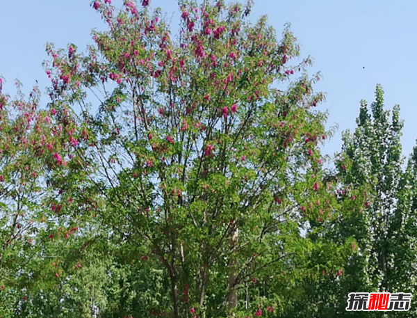 千萬(wàn)別種!十種招鬼的樹(shù),芭蕉樹(shù)易招惹陰穢之物(女鬼附著物)