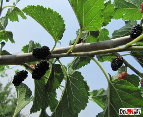 千萬(wàn)別種!十種招鬼的樹(shù),芭蕉樹(shù)易招惹陰穢之物(女鬼附著物)