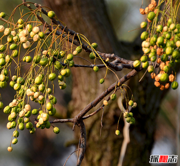 千萬(wàn)別種!十種招鬼的樹(shù),芭蕉樹(shù)易招惹陰穢之物(女鬼附著物)