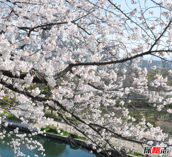 千萬(wàn)別種!十種招鬼的樹(shù),芭蕉樹(shù)易招惹陰穢之物(女鬼附著物)