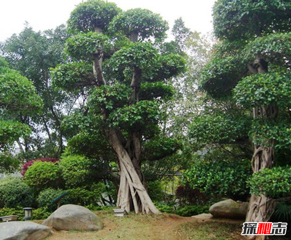 千萬(wàn)別種!十種招鬼的樹(shù),芭蕉樹(shù)易招惹陰穢之物(女鬼附著物)