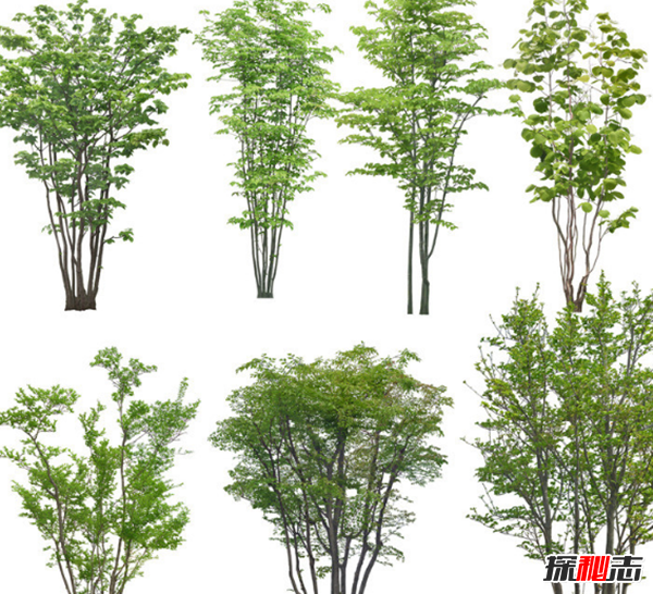 千萬(wàn)別種!十種招鬼的樹(shù),芭蕉樹(shù)易招惹陰穢之物(女鬼附著物)