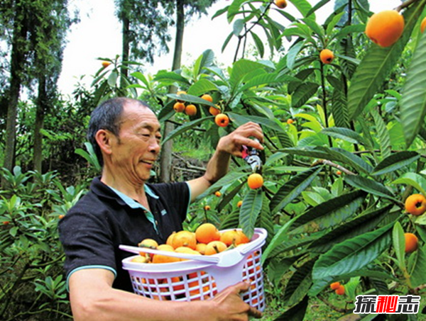 千萬(wàn)別種!十種招鬼的樹(shù),芭蕉樹(shù)易招惹陰穢之物(女鬼附著物)