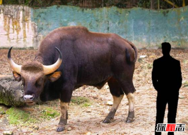 地球上什么動(dòng)物最大?地球歷史上十大最大動(dòng)物
