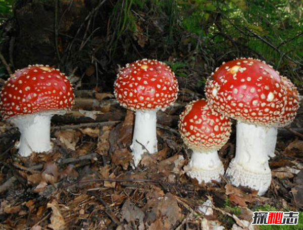 天然不等于無(wú)害!生活中常見的15大天然產(chǎn)品