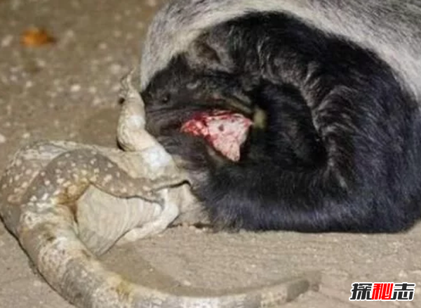 平頭哥蜜獾為什么厲害?平頭哥十大戰(zhàn)役(無(wú)所畏懼)