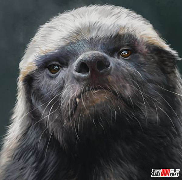 平頭哥蜜獾為什么厲害?平頭哥十大戰(zhàn)役(無(wú)所畏懼)