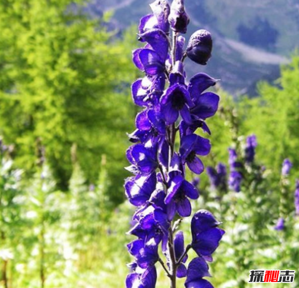 ʲôֲΣU(xin)?Pc(din)12ΣU(xin)ֲ