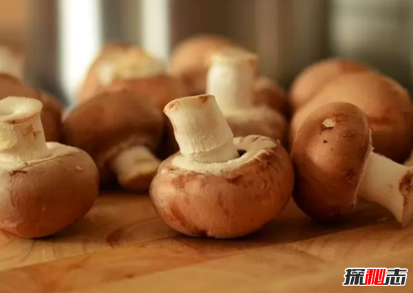 養(yǎng)狗第一天就后悔了?狗狗不能吃的10種食物
