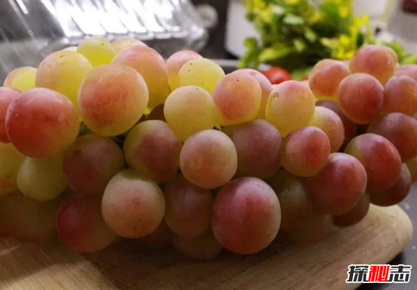 養(yǎng)狗第一天就后悔了?狗狗不能吃的10種食物