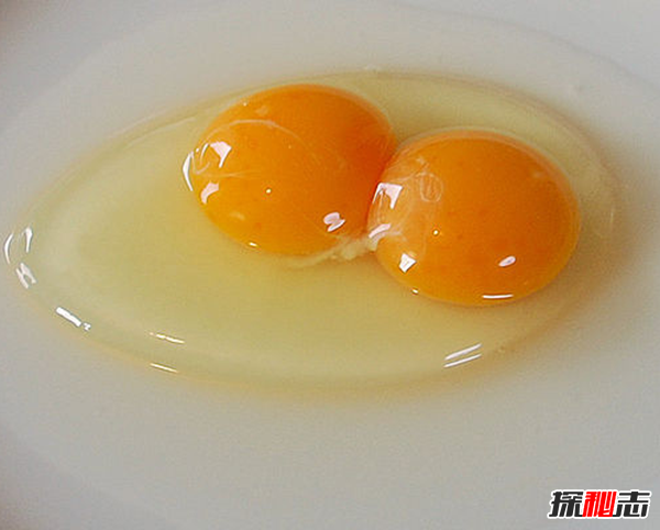 養(yǎng)狗第一天就后悔了?狗狗不能吃的10種食物