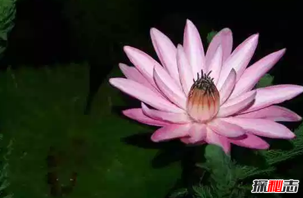 什么花在夜晚開放?十大只在夜間開放的花朵
