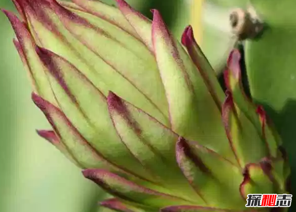 什么花在夜晚開放?十大只在夜間開放的花朵